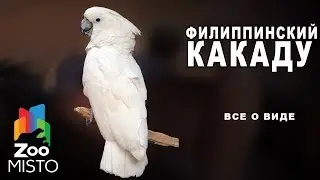 Филиппинский какаду - Все о птице семейства какаду | Птица Филиппинский какаду