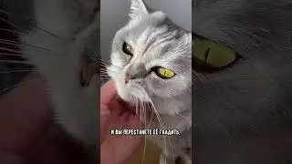 Что случится, если перестать гладить кошку 