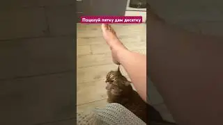 Необычная связь:Мы поругались,а Как часто Ваш кот кусается? 