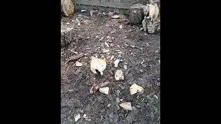 Коты громко мяукают. Cats meow loudly. Katzen miauen laut.