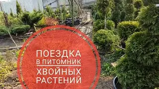 ПОЕЗДКА В ПИТОМНИК  Покупка и посадка хвойных растений