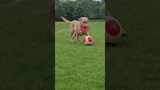 Dog dribbles football in London, UK
