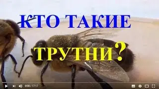 Трутней видели? Кто Такие Трутни? Трутни - Полезные Создания?