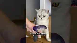 Как помыть кошку без воды 
