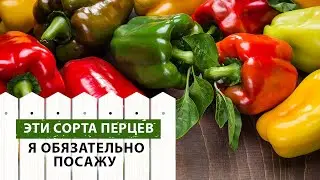 Эти сорта ПЕРЦЕВ обязательны к посадке 