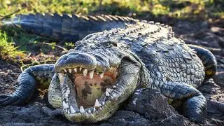 How a small bird saved a huge crocodile!