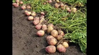 A Big Crop Of Potatoes. How To Grow A Huge Crop Of Potatoes. Our Super Record