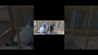 Одногнёздки. Кукча и сизый