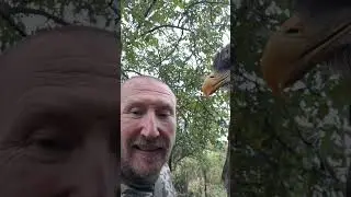 Кто быстрее сокол ЧЕГЛОК или  СТРИЖ ??? 