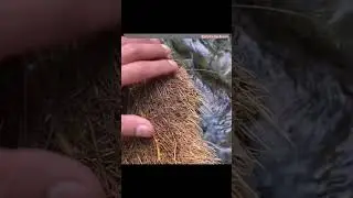 চিংড়ি #fishing #viralvideo