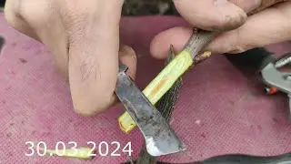Cherry grafting in spring in a reliable way