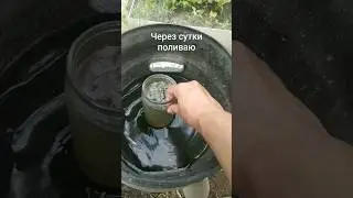 Натуральная калийная подкормка, томаты будут сладкие