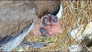 Птицы няньки! Японская амадина - содержание и разведение