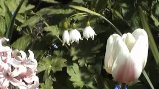 Парк тюльпанов Койкенхоф, Голландия (Paul de Sennevill, Mariage D´Amour)