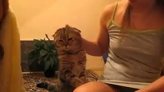 Погладь КОТА ну погладь