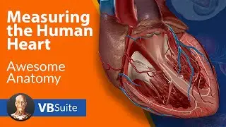 Measuring the Human Heart - Heartbeat, Blood Pressure, and Cardiac Output | Visible Body