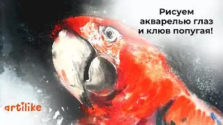 Как нарисовать попугая? Попугай акварелью | Рисуем попугая акварелью