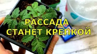 Вот почему моя рассада крепкая и здоровая