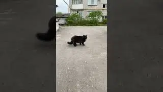 А я испугался #shortvideo #shortsfeed #action