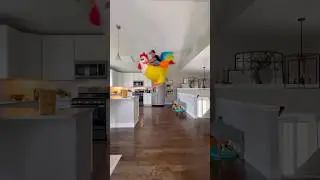 If people rode chickens instead of walked.