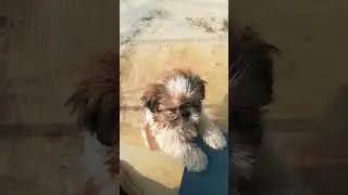 Run Jessi Run #shihtzu #shihtzupuppies #shihtzudog #shihtzupuppy #doglover