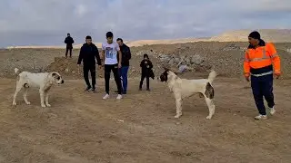 they finally met! Turan - Sovgat Tournament 2nd Round Turkmenbashi Turkmen Wolfhound!
