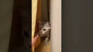 Кошка-мышка норушка прячется от меня.❤️