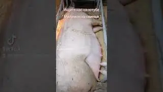 @million_on_pigs