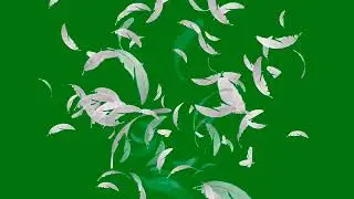 feather green screen animeted