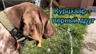 Курцхаар - верный друг #курцхаар #охотничьисобаки #охота #охотассобакой #астраханскаярыбалка