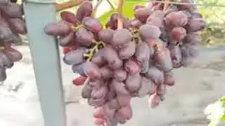 Мой лучший виноградный куст