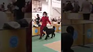 Ризеншнауцер. Коротко о породе Giant Schnauzer