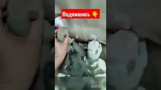 Как накормить новорождённых щенков Американского булли ?! 
