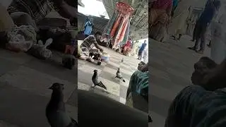 bird Pigeons on the platform