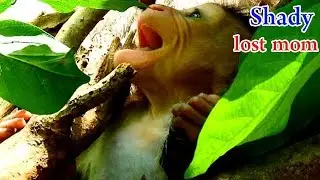 Cry scare |  Baby Shady cries loudly stuck in young kidnapper monkey