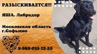 Пропала собака ! ЯША , Московская область , г. Софьино