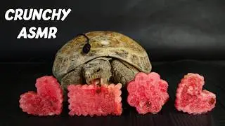 Relax and Unwind: Tortoise Mukbang with Watermelon ASMR turtle