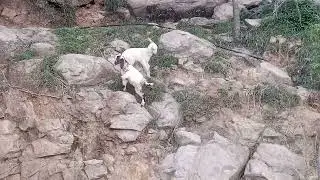 Goat baby playing