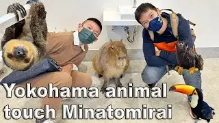 Japan must visit - Yokohama animal touch Minatomirai アニタッチみなとみらい
