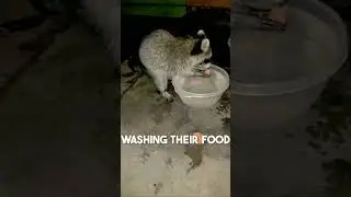 Raccoon + Cotton Candy?!