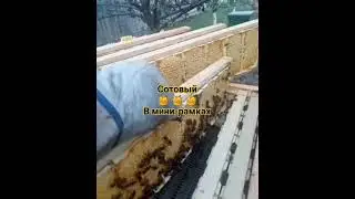 Сотовый мёд, в мини рамках.