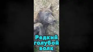 Редкий голубой волк Вуди. Хитрый и ласковый зверь.