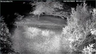6 Coyotes And An Opossum