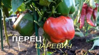 Перец сладкий ЦАРЕВИЧ. Обзор сортов ПЕРЦЕВ!