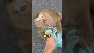 ЗЛАЯ обезьяна 😱😱😱