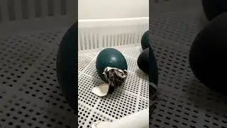 Как вылупляются страусы