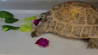 ASMR Eating Cabbage, Lettuce, Cucumber | Tortoise turtle