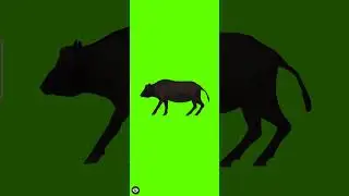 Green Screen Baffalo | 