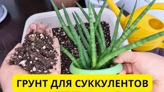 Как приготовить грунт для суккулентов дома🌵