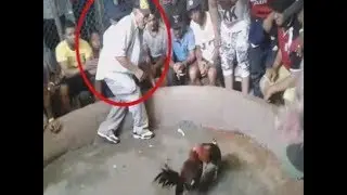 Hombre fallece de infarto al presenciar pelea de gallos